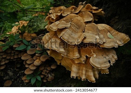 This is a large black-staining polypore(Meripilus giganteus)mushroom on the right side of the picture,with an empty space next to it. According to some research,this species has an anti-cancer effect.
