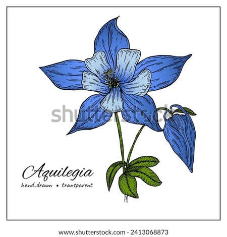 Hand drawn Aquilegia vulgaris flowers. Blooming Columbine flower with buds, branches with leaves. Botany colorful illustration on white background. Royalty-Free Stock Photo #2413068873