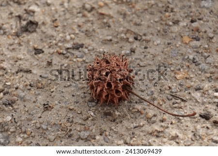 Close up of brown spikey ball (gumball) from a sweetgum tree in winter Royalty-Free Stock Photo #2413069439