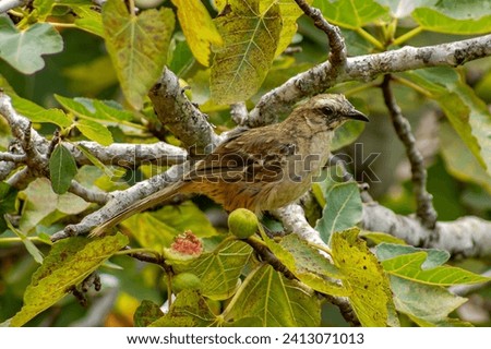 Bird of the species Mimus saturninus, commonly known as Chalk-browed mockingbird perched on a branch of a fig tree.