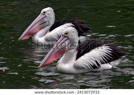 a group of australian pelicans swimming in a pool Royalty-Free Stock Photo #2413072933