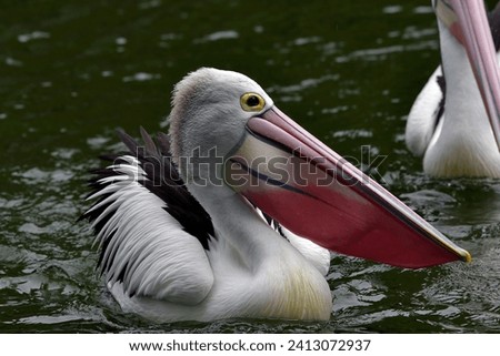 a group of australian pelicans swimming in a pool Royalty-Free Stock Photo #2413072937