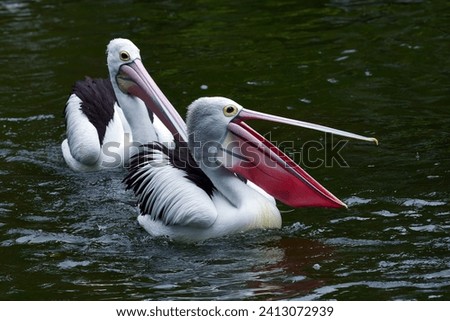a group of australian pelicans swimming in a pool Royalty-Free Stock Photo #2413072939