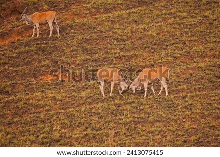 Two young  Eland (Taurotragus oryx) establishes dominance by playfighting in the Drakensberg South Africa. Royalty-Free Stock Photo #2413075415
