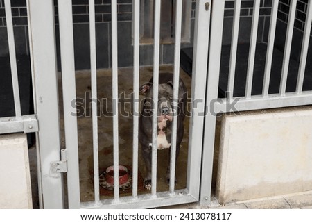 a dog at an animal shelter for found animals (outdoor kennel) Royalty-Free Stock Photo #2413078117