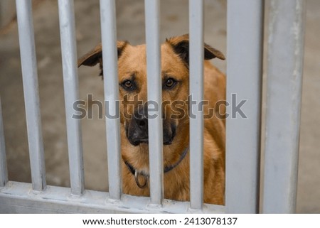 a resigned dog at an animal shelter for found animals  Royalty-Free Stock Photo #2413078137