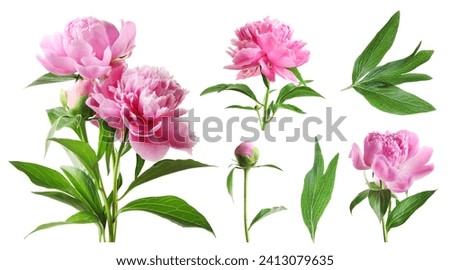 Beautiful pink peonies with green leaves isolated on white, collection Royalty-Free Stock Photo #2413079635
