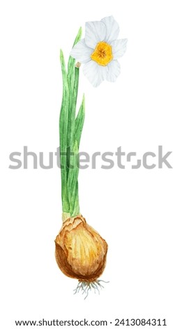 Narcissus, watercolor illustration of daffodils with bulb. Hand drawn watercolor painting of spring garden flower. White yellow botanical collection for gardening, farming, Easter, Mothers day prints