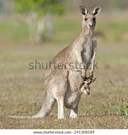 Red kangaroos outback Queensland,Australia