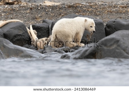 Lonely polar bear cub in Svalbard after losing its mother and sibling, feeding on a walrus carcass