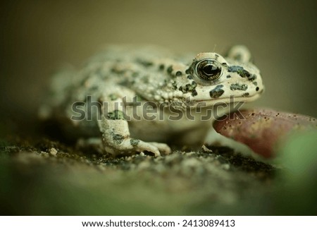 Profile image of an european green toad (Bufo viridis). This species often lives near humans. It likes gardens and parks, but can also be found in urban areas. A useful insect-catching wild animal.