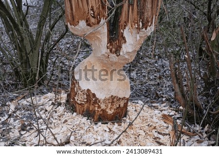 Beaver damage caused by gnawing on trees close up