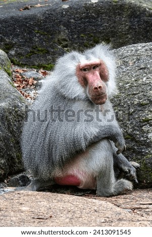 Hamadryas baboon, papio hamadryas, sitting together and grooming each other. Papio hamadryas is a species of baboon