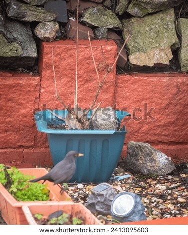 Fun pictures  of a rat trying to rich a bird feeder. Rats in our gardens. Rat is neighbouring with a curious thrush bird in the garden. Rut is climbing in the shrub. 
