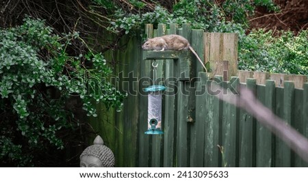 Fun pictures  of a rat trying to rich a bird feeder. Rats in our gardens. Rat is neighbouring with a curious thrush bird in the garden. Rut is climbing in the shrub. 