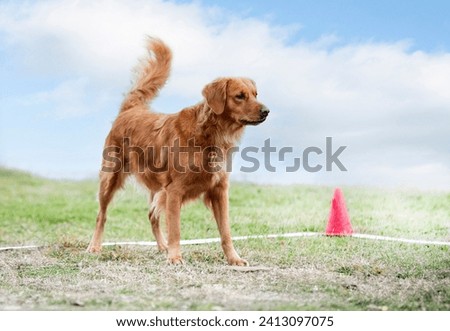 dog training  for obedience discipline with a golden retriever Royalty-Free Stock Photo #2413097075