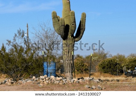 old saguaro cactus in a rural yard in Mesa Arizona Royalty-Free Stock Photo #2413100027