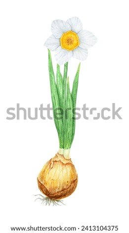 Narcissus, watercolor illustration of daffodils with bulb. Hand drawn watercolor painting of spring garden flower. White yellow botanical collection for greeting, wedding, Easter, Mothers day print