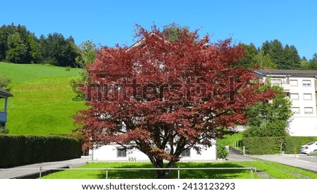 Beautiful town in Switzerland. Nice weather clear blue sky Sunny day Sunshine Summer Spring Autumn. Red Maple tree in front of old wooden House. living with nature quiet private place. Enjoy easy live