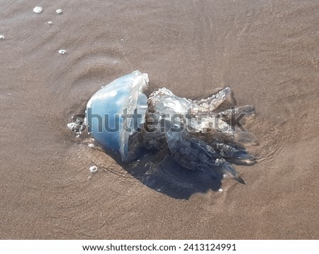 Amazing picture of a blue jelly fish found on a beach in The Netherlands at the north sea