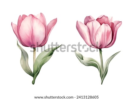 Watercolor pink tulips, spring. Illustration clipart isolated on white background.