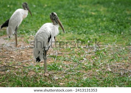 Wood Stork bird (Mycteria americana) Royalty-Free Stock Photo #2413131353