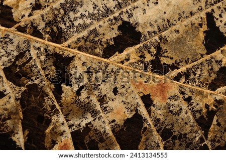 Decaying Beech leaf, (Fagus grandifolia), revealing the structure of the leaf  in the Adirondack Mountains Of New York State