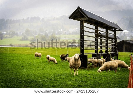 flock of sheep grazing, Podkoren, julian alps. Slovenia, Central Europe, Royalty-Free Stock Photo #2413135287