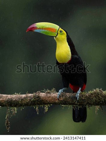 Keel Billed Toucan in Costa Rica 