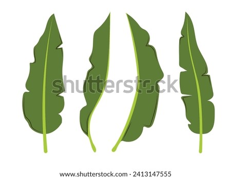 Tropical exotic leaves set. Banana leaf in different sides. Vector hand drawn illustration in a trendy style isolated on white background.