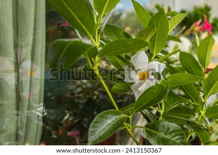 Closeup of mandevilla flower blossom with white petals and yellow center blooming, surrounded with green leaves reflected onto window. It climbs by twining and can grow to 3 m high. It has wide green  Royalty-Free Stock Photo #2413150367
