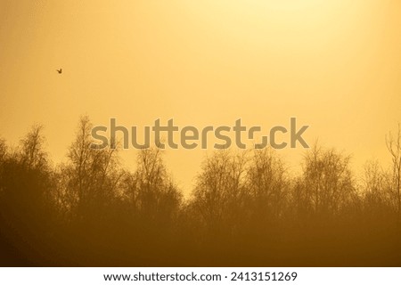 The photograph captures a tranquil scene at golden hour, with the warm hues of the setting sun casting a soft glow over a silhouette of a leafless forest. A single bird is seen flying, adding a
