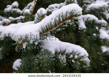 Spruce branches under the snow on a winter day. Green coniferous branches close-up