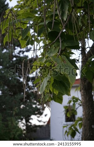Catalpa bignonioides with fruits grows in September. Catalpa bignonioides, southern catalpa, cigartree, and Indian-bean-tree or Indian bean tree, is a species of Catalpa. Berlin, Germany Royalty-Free Stock Photo #2413155995