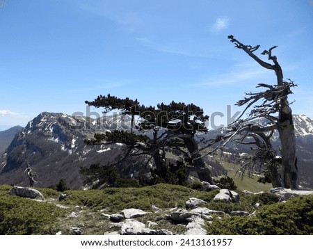 Majestic loricated pines descending from the southern slope of Serra di Crispo (2053 m). Pollino National Park.

 Royalty-Free Stock Photo #2413161957
