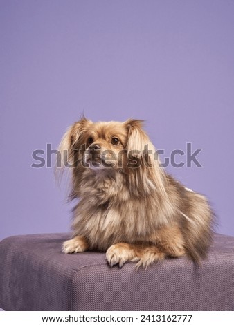 A mixed breed dog with a lush golden coat reclines on a purple cushion, a picture of relaxed elegance