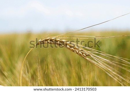 spikelet of wheat millet of golden and yellow color lit by the rays of the summer sun on a blurred background. soft selective focus. harvest concept. Place for text. High quality photo. 