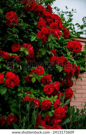 Rambling rose bush blooming in the garden with saturated scarlet flowers. Dark deep red colors, green foliage background. Ornamental floral border in the courtyard, landscape design solution. Royalty-Free Stock Photo #2413173609