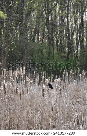 red winged blackbird sitting and singing in brown autumn summertime natural song bird background  Royalty-Free Stock Photo #2413177289