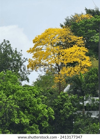 Beautiful tree with yellow flowers in the Panamanian jungle.