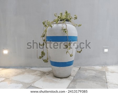 Plant of betel ivory or Devil's ivy or Epipremnum aureum on white urn