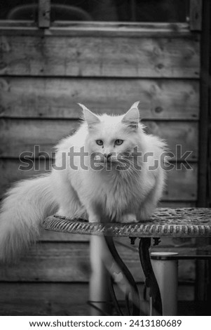 Portrait of a white Maine Coon playing in the garden