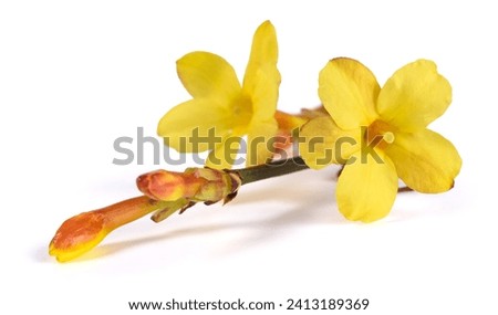 Yellow winter jasmine flowers isolated on white background Royalty-Free Stock Photo #2413189369