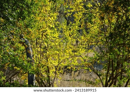 Beautiful foliage of a tree in the light of the sun