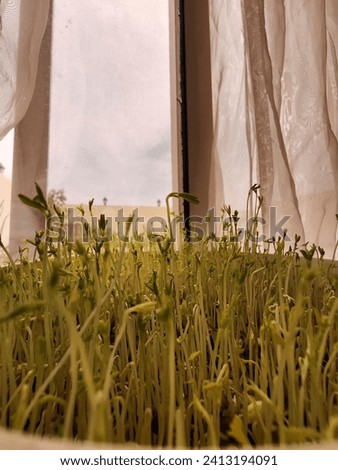 Germinated sprouts of lentils, resting in the sunlight window. Vertical photo.