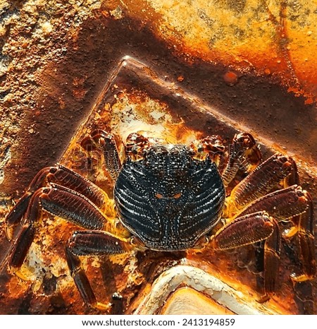 Crab resting on the rocks on the shore of the Red Sea in Saudi Arabia.