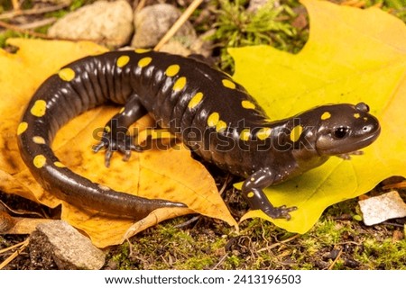 A Spotted Salamander found crossing the road towards a wetland during fall rains in Door County, WI. Spotted Salamanders remain hidden below ground for most of the year but will emerge in the rain. 