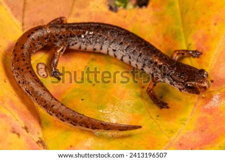 A Four-toed Salamander found crossing the road towards a wetland during fall rains in Door County, WI. This small species of salamander often goes undetected. They spend most of their time hiding. 