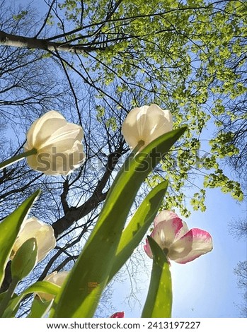 Various tulips with the contrast of a blue sky, with green tree branches. Vertical photo.