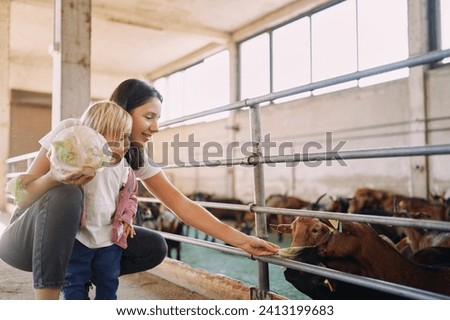 Mom and little girl are feeding cabbage to brown goatlings through the fence in the stall